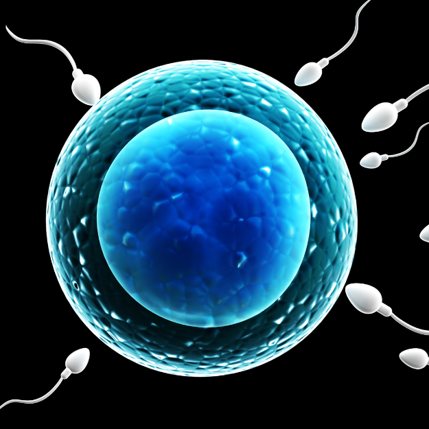 Egg & Sperm Donor Programs