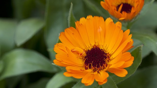 Medicinal Garden Kit - Calendula