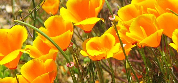 Medicinal Garden Kit - California Poppy