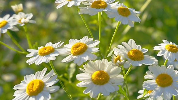 Chamomile 