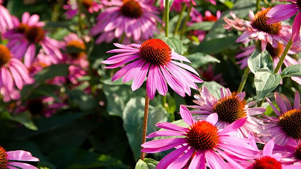 Medicinal Garden Kit - Echinacea