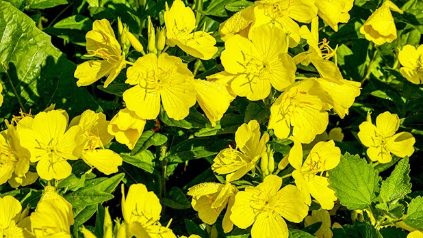 Medicinal Garden Kit - Evening Primrose