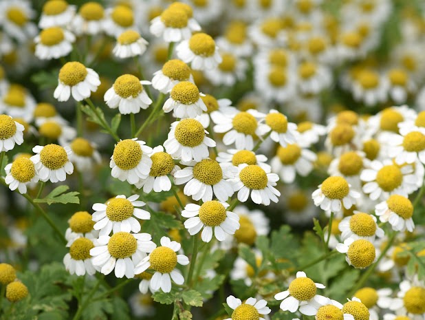 Medicinal Garden Kit - Feverfew