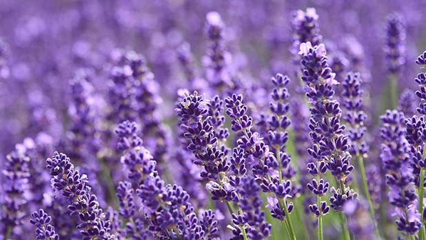 Medicinal Garden Kit - Lavender