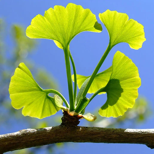 Neuro Sharp - Ginkgo Biloba Leaf