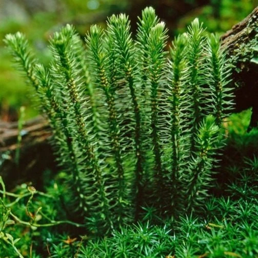 Neuro Sharp - Huperzine-A